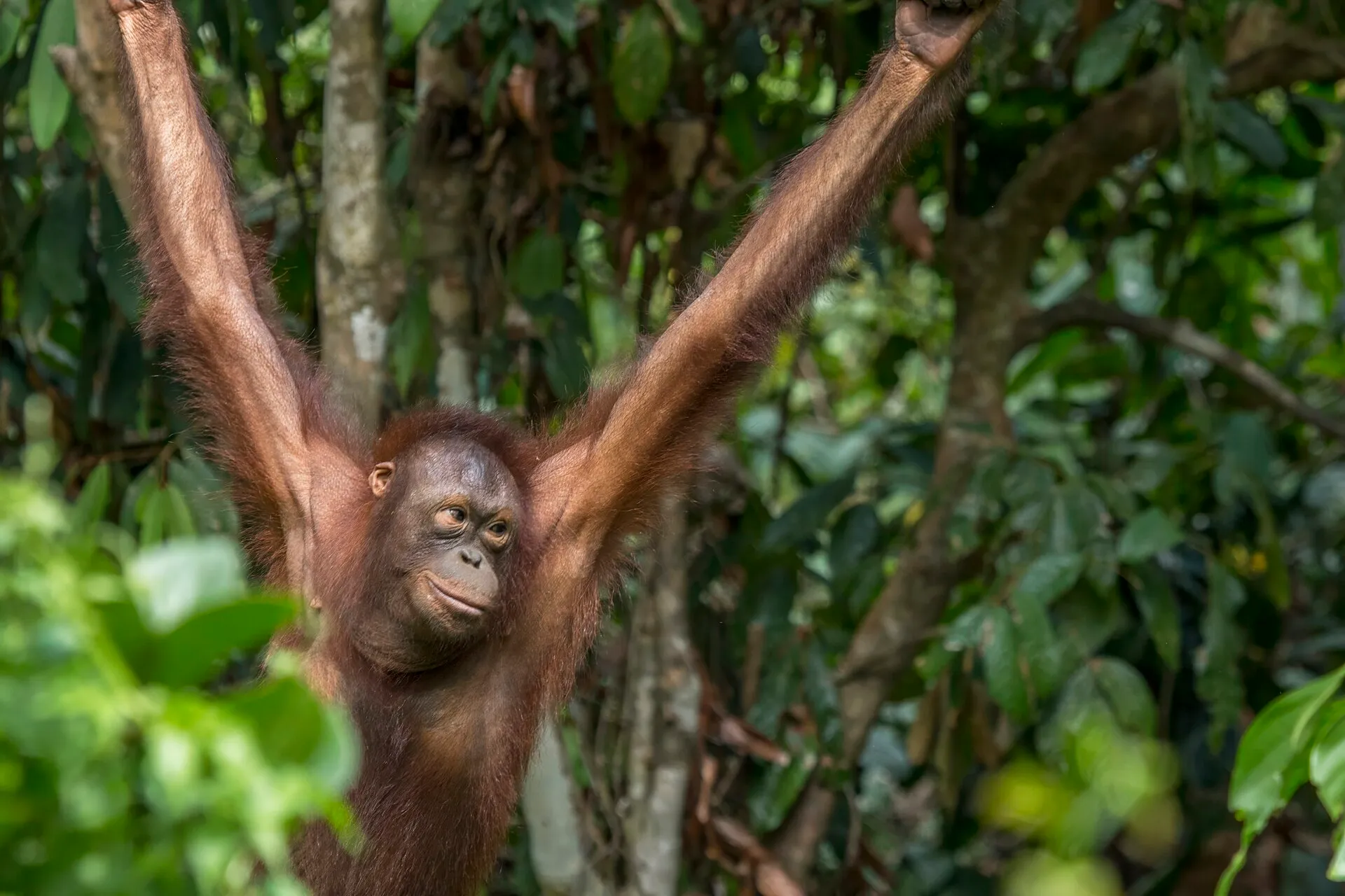Orangutan among trees, illustrating wider orangutan support